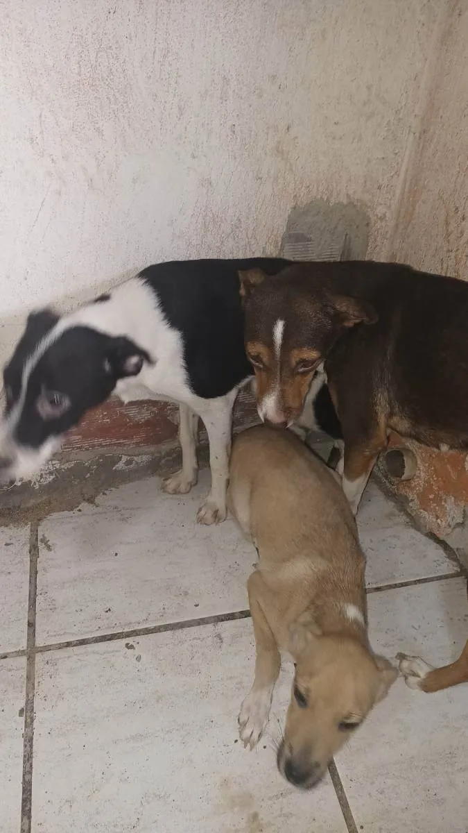 Cachorro ra a Vira Lata  idade 2 a 6 meses nome Tem 4 sem nome 