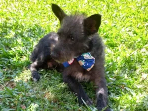 Cachorro raça Sem raça definida  idade 2 a 6 meses nome Negresco