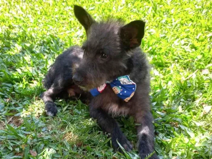 Cachorro ra a Sem raça definida  idade 2 a 6 meses nome Negresco