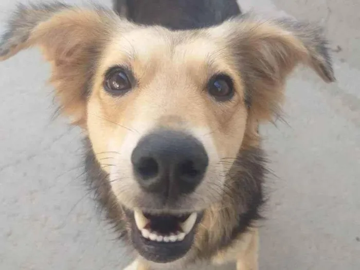 Cachorro ra a Sem raça definida  idade 2 anos nome Pandora 