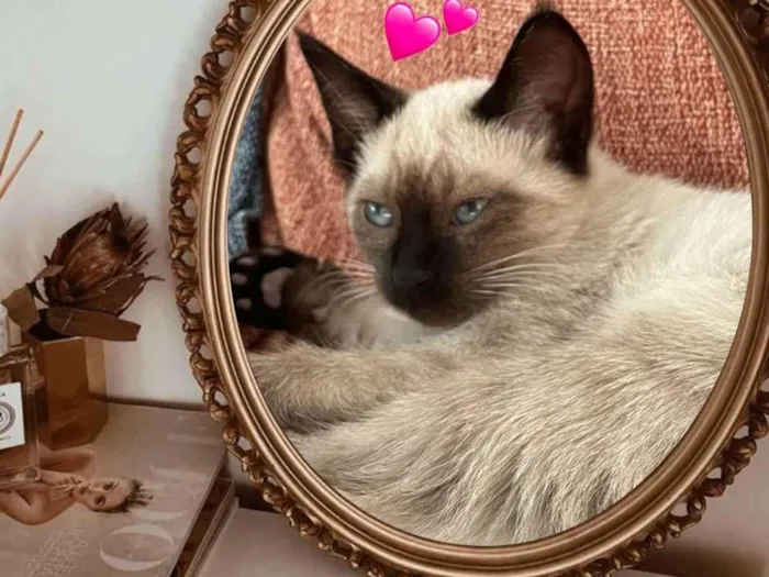 Gato raça SRD idade Abaixo de 2 meses nome Fred