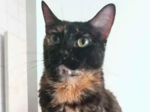 Gato raça Srd idade 5 anos nome Meg