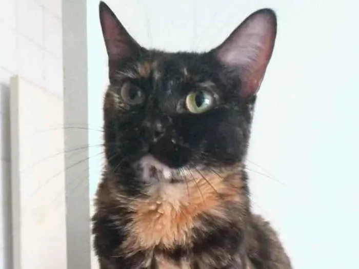 Gato ra a Srd idade 5 anos nome Meg