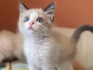 Gato raça Srd idade 2 a 6 meses nome Puff