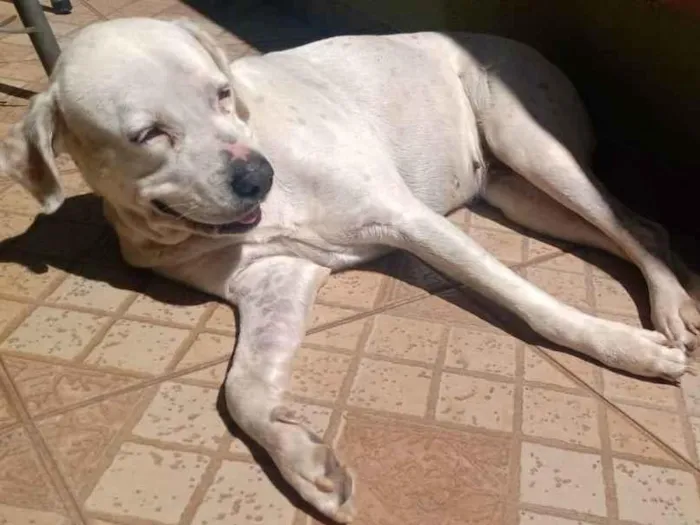 Cachorro ra a Box com outra que não sei iden idade 5 anos nome Yumi