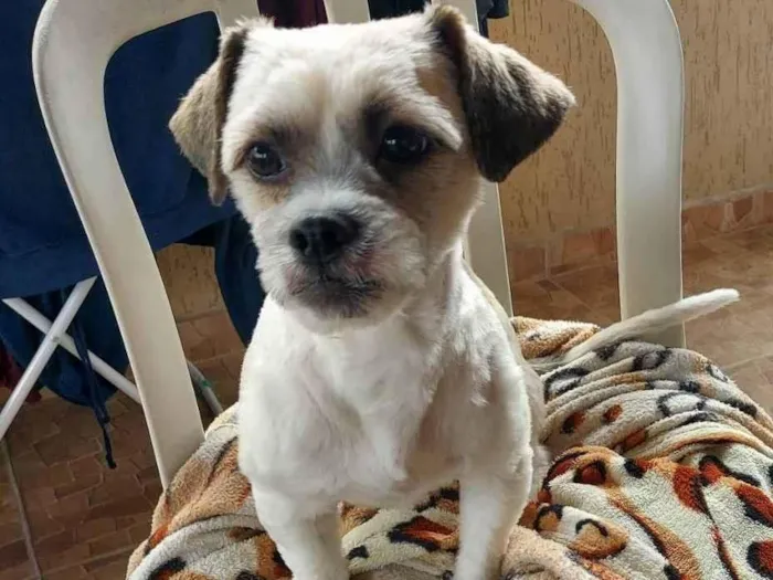 Cachorro ra a Shitzu idade 2 anos nome Eibiti