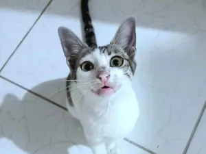 Gato raça indefinida idade 2 a 6 meses nome Lady