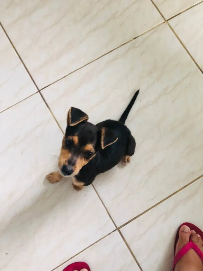 Cachorro raça Sem raça definida  idade 2 a 6 meses nome Esther
