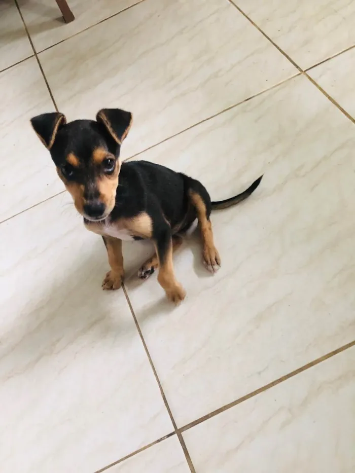 Cachorro raça Sem raça definida  idade 2 a 6 meses nome Esther
