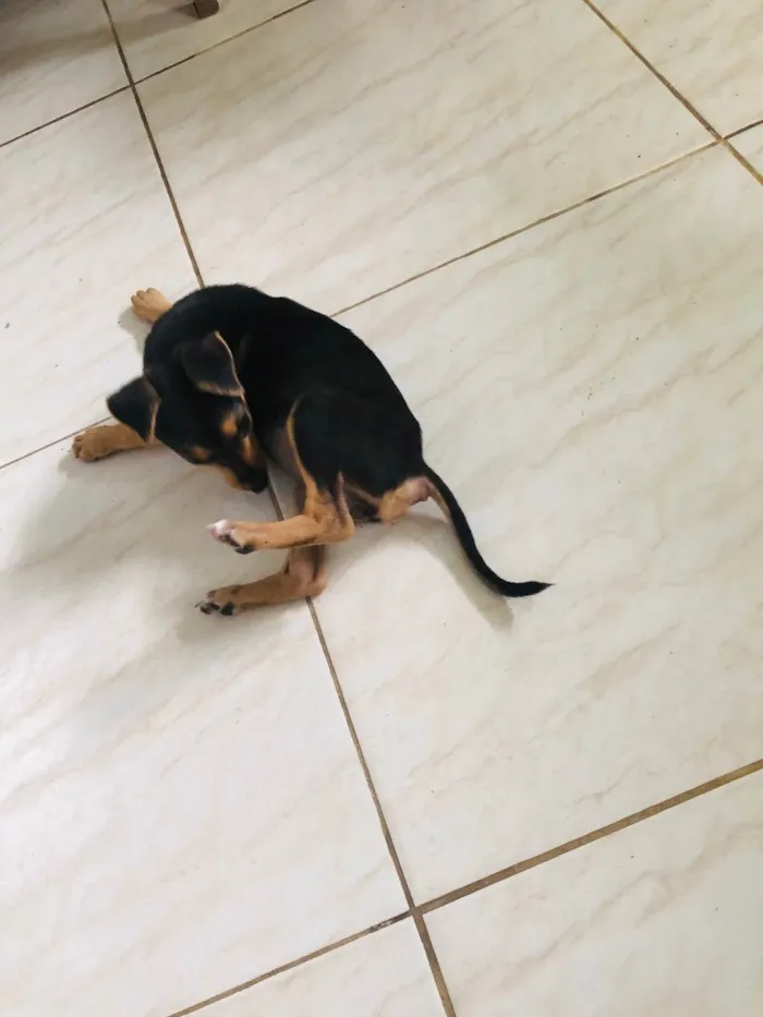 Cachorro raça Sem raça definida  idade 2 a 6 meses nome Esther