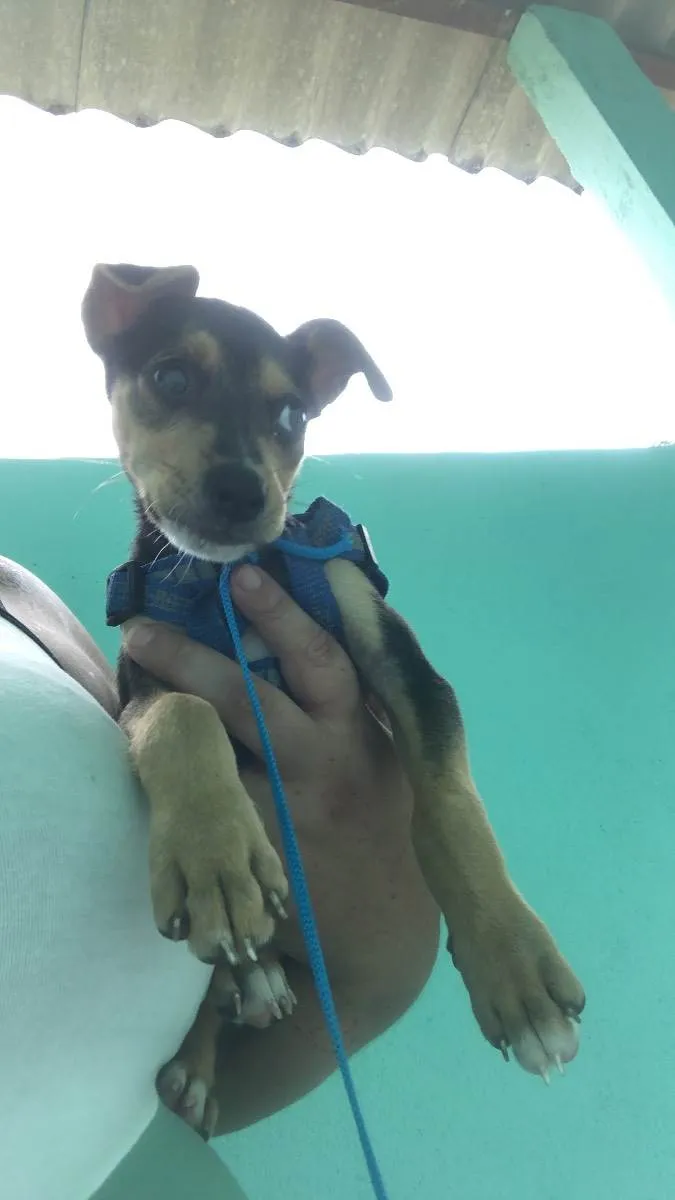 Cachorro raça Sem raça definida  idade 2 a 6 meses nome Esther