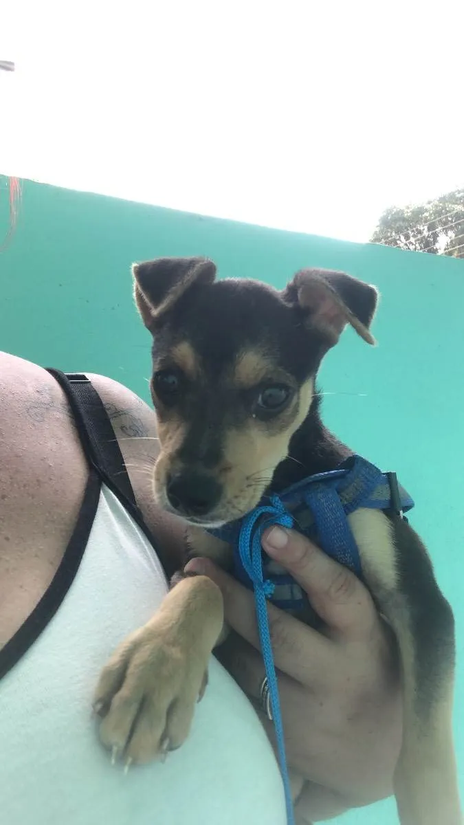 Cachorro raça Sem raça definida  idade 2 a 6 meses nome Esther