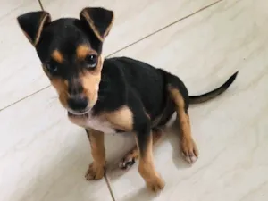 Cachorro raça Sem raça definida  idade 2 a 6 meses nome Esther