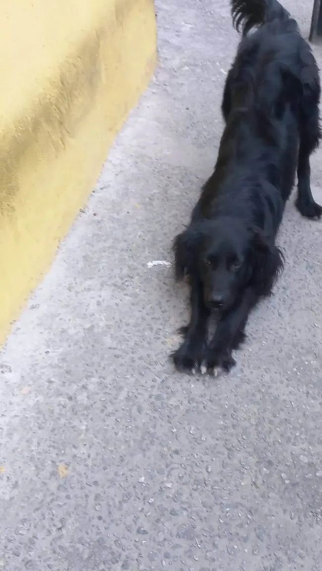 Cachorro raça  idade 2 a 6 meses nome Faísca 