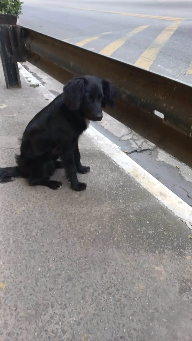 Cachorro raça  idade 2 a 6 meses nome Faísca 