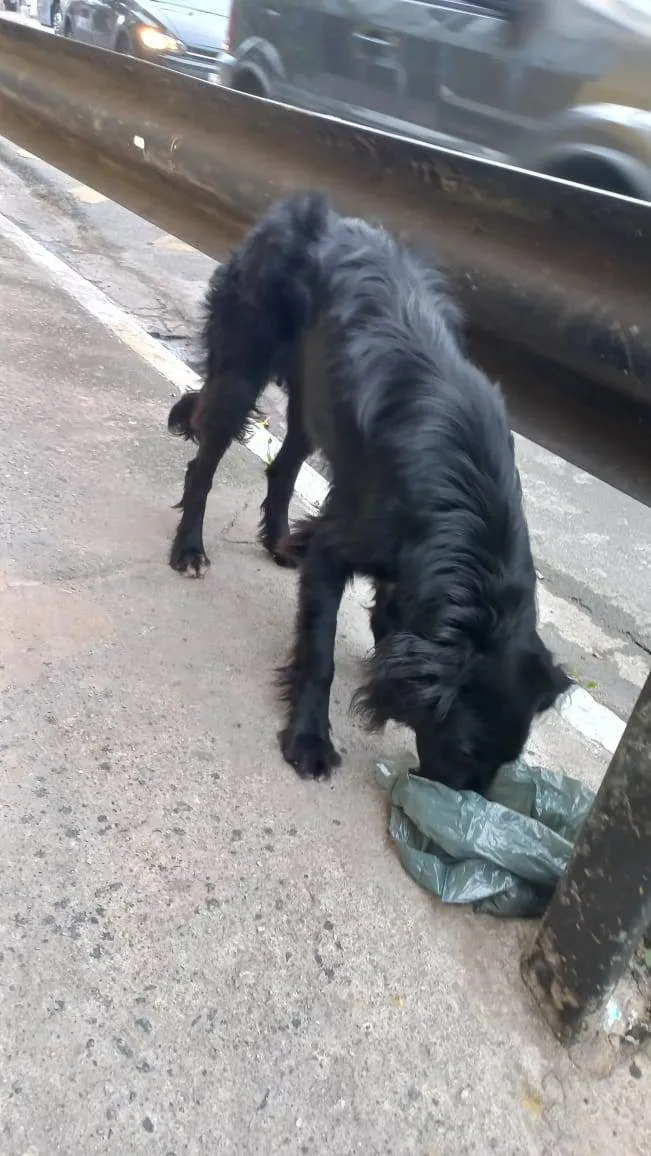 Cachorro raça  idade 2 a 6 meses nome Faísca 