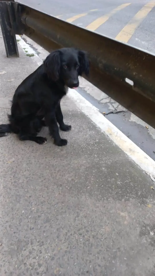 Cachorro raça  idade 2 a 6 meses nome Faísca 