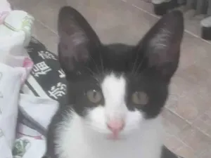 Gato raça Sed idade 2 a 6 meses nome Batman