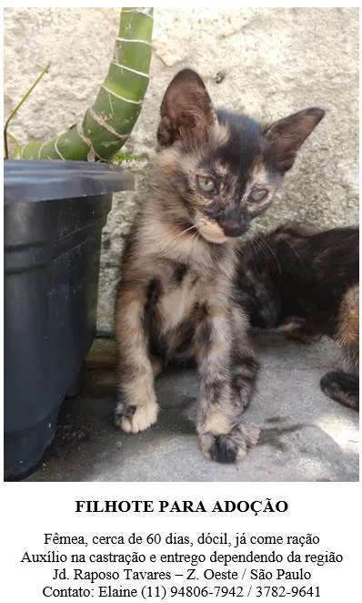 Gato ra a SRD idade 2 a 6 meses nome Agatinha