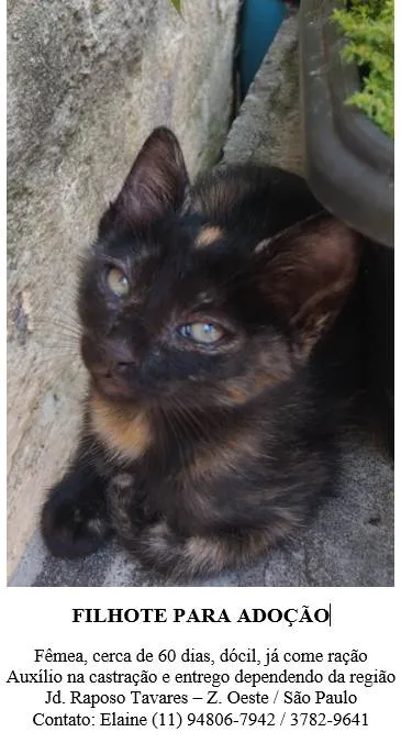 Gato ra a SRD idade 2 a 6 meses nome Gatinha