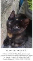 Gatinha