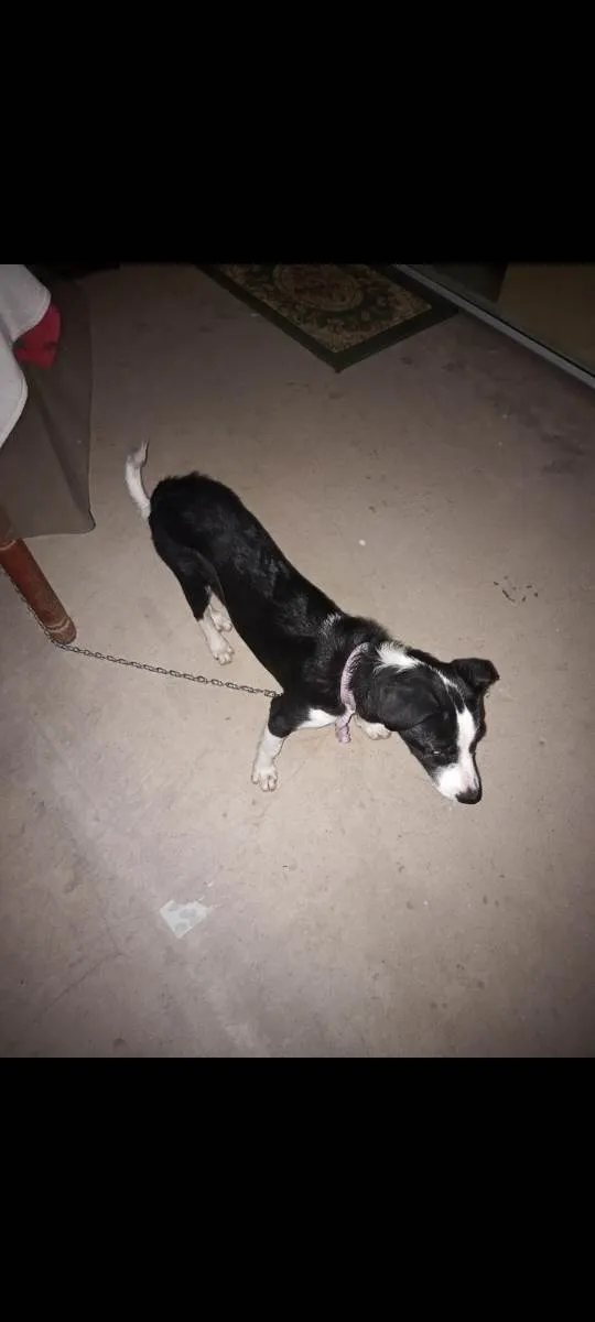 Cachorro raça Vira Lata idade 2 a 6 meses nome Zoe