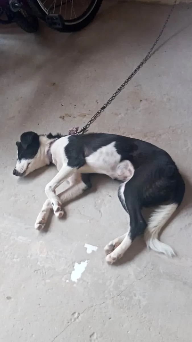 Cachorro raça Vira Lata idade 2 a 6 meses nome Zoe
