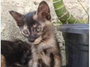 Gato raça SRD idade 2 a 6 meses nome Agatinha