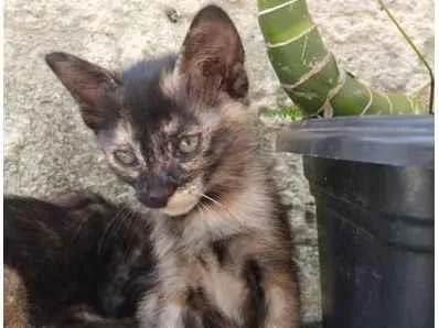 Gato ra a SRD idade 2 a 6 meses nome Agatinha