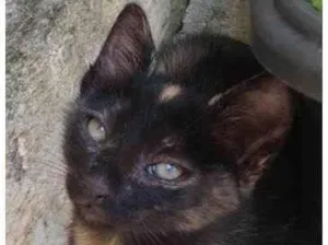 Gato raça SRD idade 2 a 6 meses nome Gatinha