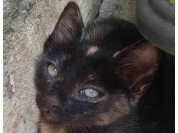Gato ra a SRD idade 2 a 6 meses nome Gatinha