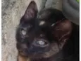 Gatinha