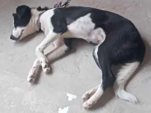 Cachorro raça Vira Lata idade 2 a 6 meses nome Zoe
