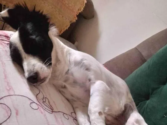 Cachorro ra a vira-lata idade 1 ano nome Duke