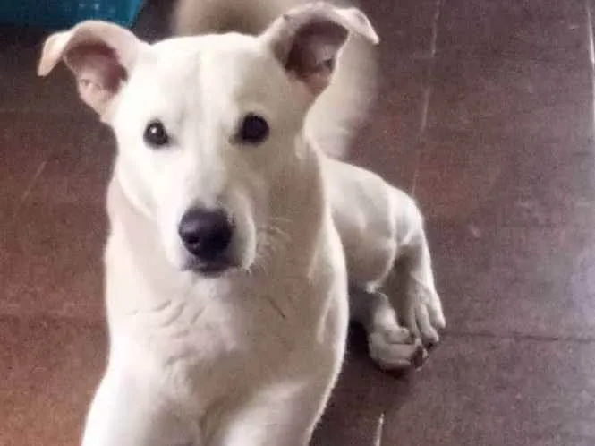 Cachorro ra a pastor canadense  idade 1 ano nome Billy