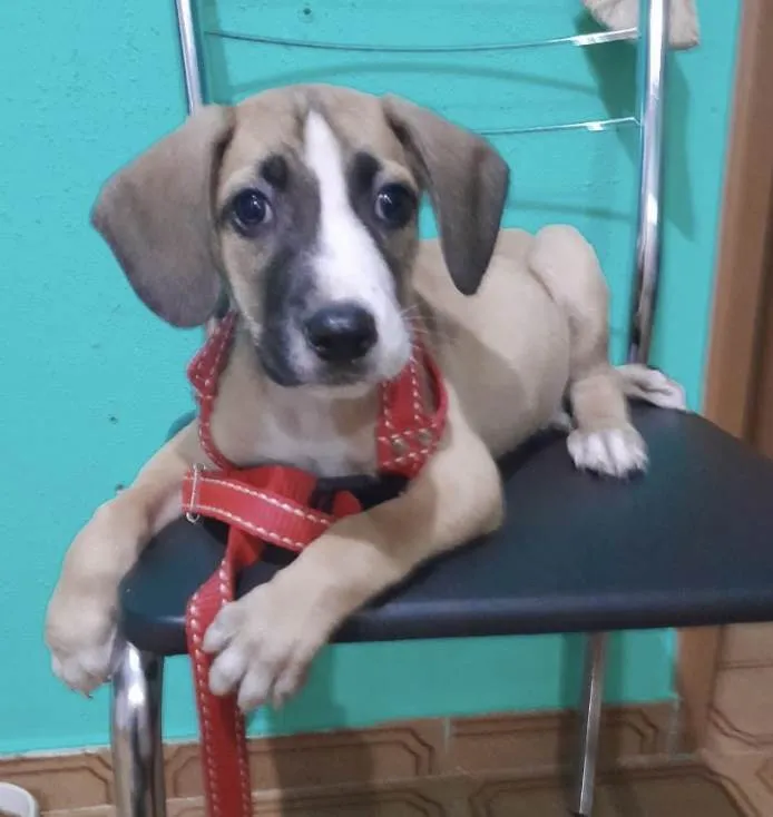 Cachorro ra a Mestiço  idade 2 a 6 meses nome Marley