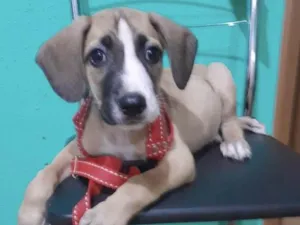 Cachorro raça Mestiço  idade 2 a 6 meses nome Marley