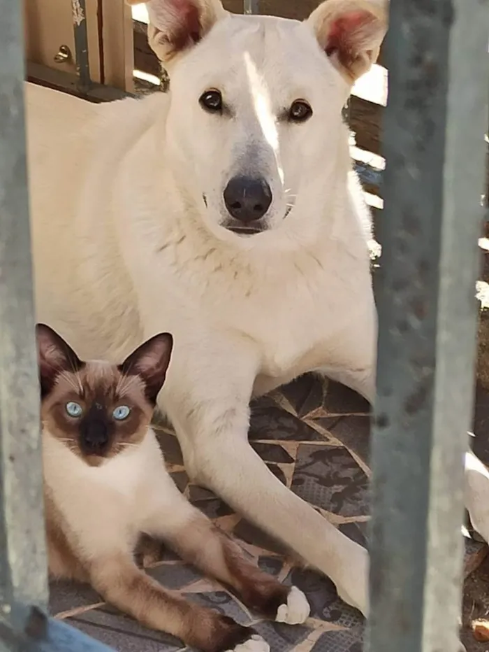 Cachorro ra a pastor canadense  idade 1 ano nome Billy