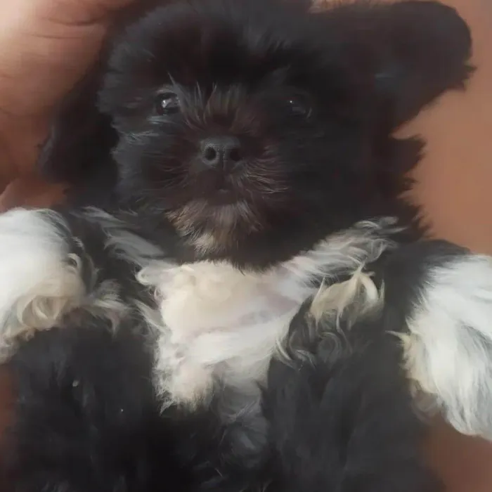 Cachorro raça Shih-Tzu idade 7 a 11 meses nome Frederico