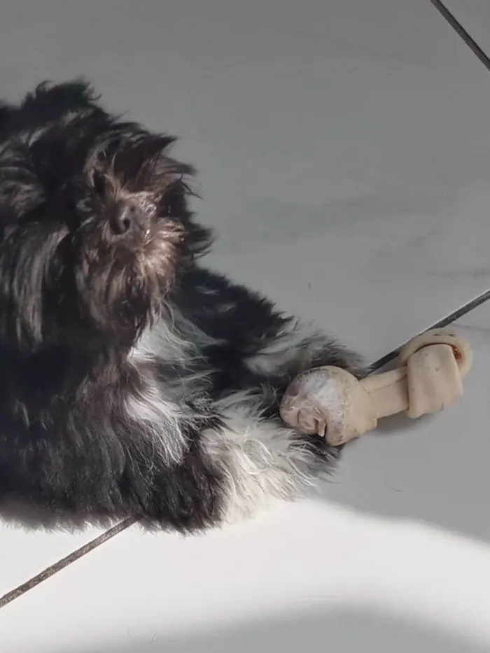 Cachorro raça Shih-Tzu idade 7 a 11 meses nome Frederico