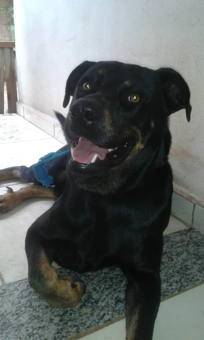 Cachorro ra a Rottwaler com Pastor Alemão idade 5 anos nome Mandela