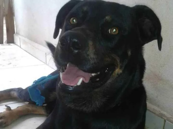 Cachorro ra a Rottwaler com Pastor Alemão idade 5 anos nome Mandela