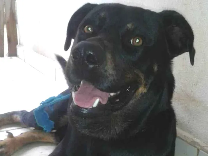 Cachorro ra a Rottwaler com Pastor Alemão idade 5 anos nome Mandela