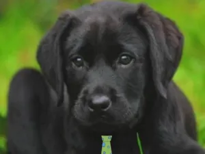 Cachorro raça Mestiço  idade 2 a 6 meses nome Max 