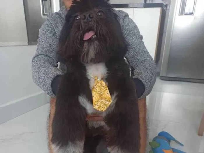 Cachorro raça Shih-Tzu idade 7 a 11 meses nome Frederico