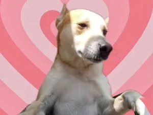 Cachorro raça Srd idade 1 ano nome Trovão bonzinho 