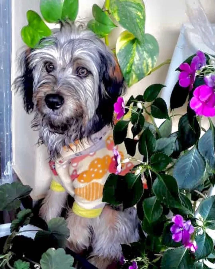 Cachorro raça Srd idade 7 a 11 meses nome Luna bb8meses peluda