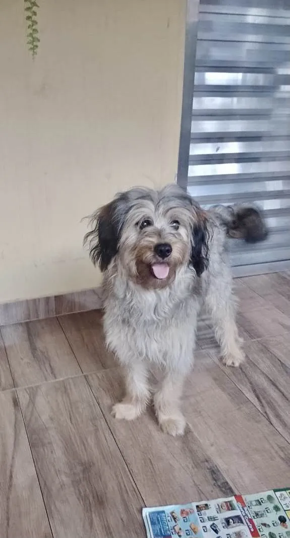 Cachorro raça Srd idade 7 a 11 meses nome Luna bb8meses peluda