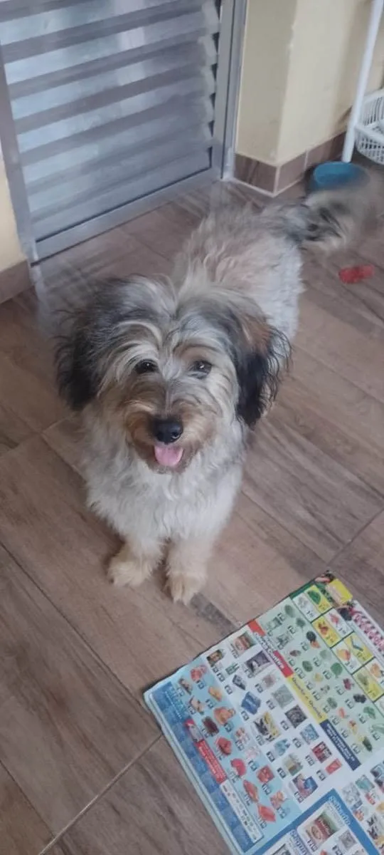 Cachorro raça Srd idade 7 a 11 meses nome Luna bb8meses peluda