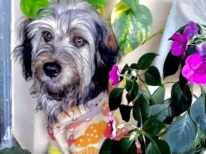 Cachorro raça Srd idade 7 a 11 meses nome Luna bb8meses peluda